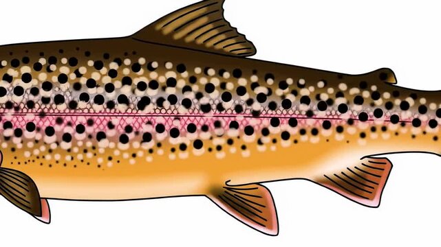 Detailed illustration of a trout