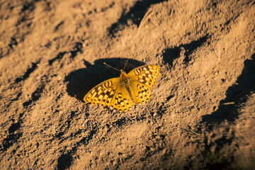 Sunrise Yellow and Black Butterfly Moth in Sand Utah