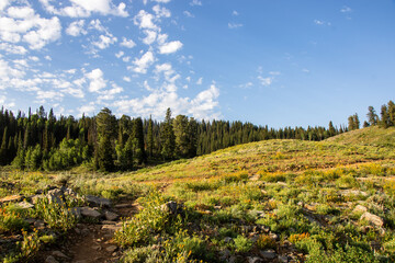 Scenic Mountain Landscape in Peter Sinks, Utah – Alpine Meadows, Rocky Hills, and Pine Forest Under a Blue Sky