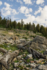 Scenic Mountain Landscape in Peter Sinks, Utah – Alpine Meadows, Rocky Hills, and Pine Forest...