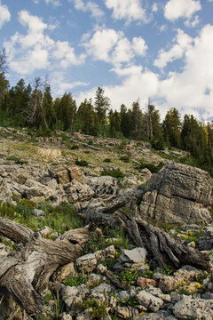 Scenic Mountain Landscape in Peter Sinks, Utah &ndash; Alpine Meadows, Rocky Hills, and Pine Forest Under a Blue Sky