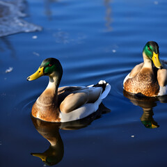 Close-up of three wild Mallard drakes floating in an unfrozen pond. The dark water reflects the blue sky and the sun. Winter. It is cold.