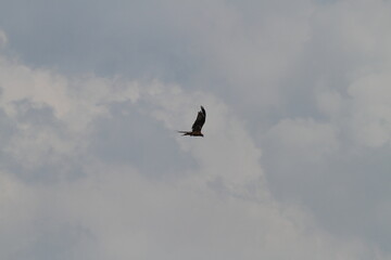 雲の上を飛ぶ鳥
