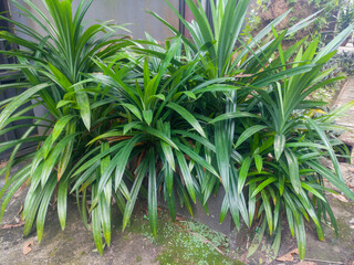 Close-up view of pandan plant. Pandan or Pandan is a group of monocotyledonous plants. In Indonesia, pandan leaves are used as a food fragrance and coloring, as well as a decoration component and air