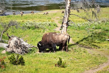 buffalo in the wild