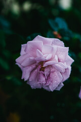 Blooming rose flowers