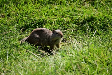 prairie dog in the grass