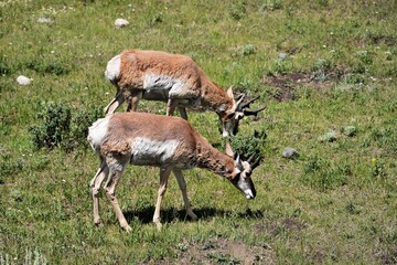 antelope in the yellowstone park