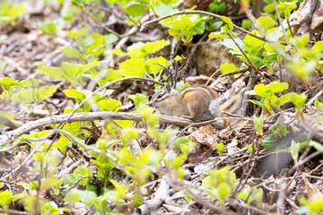 A cute chipmunk eating a nut in the forest