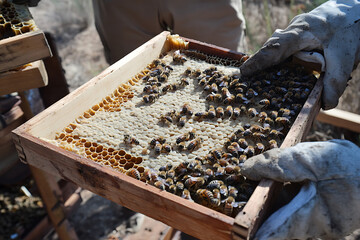 Beekeeper hands holding honeycomb frame full of bees, apiculture scene close up, natural honey production process, organic beekeeping in rural apiary, sustainable farming, insect pollination, eco agri