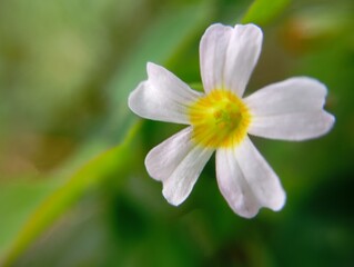 Fototapeta premium A close-up of a delicate white flower with a yellow center, set against a soft green background. Oxalis barrelieri, the&nbsp;Barrelier's woodsorrel&nbsp;or&nbsp;lavender sorrel. 