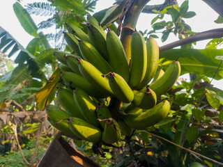 Closeup of a bunch of bananas on a tree. Agricultural concept.