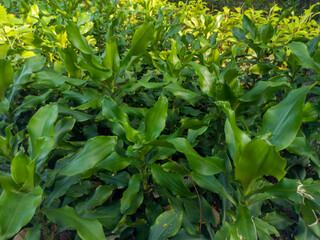 The galangal plant is one of the many spice plants originating from Indonesia.	
