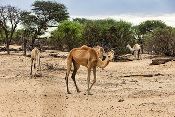 dromedary camels walking in the desert area with bush, drought, climate change