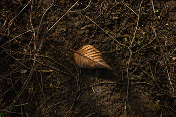 A single dry leaf illuminated by a sunbeam on the dark forest floor. Concept of loneliness, autumn, and the natural life cycle