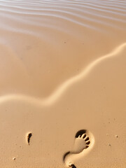 The edge of the backwater, sand, ooze and the footprints of a wading bird, sandpiper