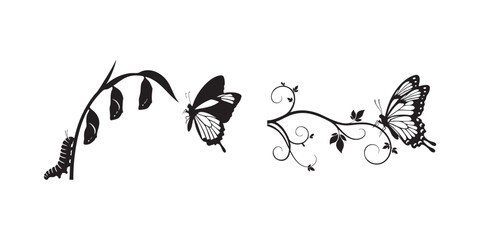 Naklejka premium Butterfly metamorphosis vector drawing illustration design nature transformation art