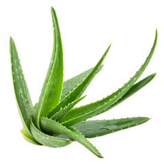 Obraz premium Aloe Vera Plant: Close-Up of Succulent Leaves, Ideal for Skincare and Health