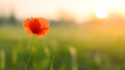 Obraz premium A vibrant red poppy bathed in golden sunset light, symbolizing remembrance and beauty.