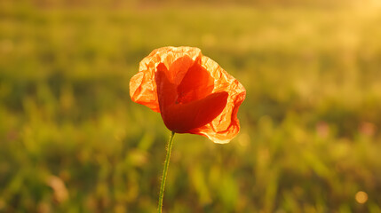 Obraz premium A vibrant red poppy bathed in golden sunset light, symbolizing remembrance and beauty.
