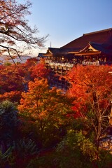 Naklejka premium 秋の清水寺・夕景