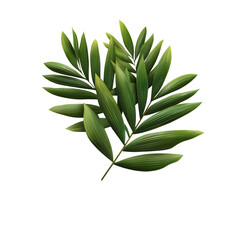 Realistic Palm Leaf Isolated PNG