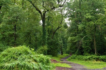path in the forest