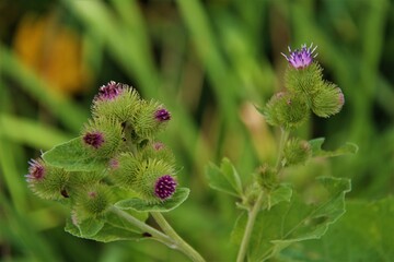 ladybird on a flower
