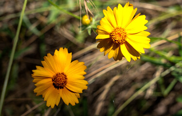 Yellow wild flowers. Lanceleaf Coreopsis flowers. 