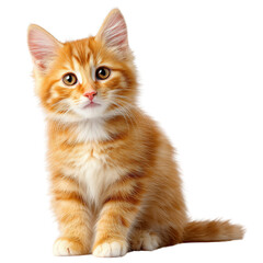 Obraz premium Adorable orange tabby kitten with bright eyes sitting and looking forward isolated on transparent background