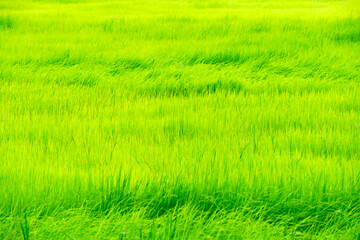 Vibrant Green Rice Field Under Bright Sky in Rural Landscape