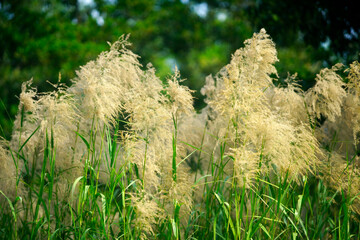 Lush Green Field with Golden Grasses Swaying in the Breeze