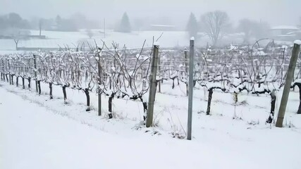 Snowy orchard in winter - Powered by Adobe