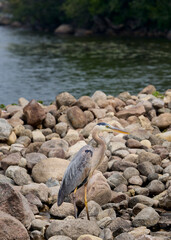Close-up of great blue heron standing on river rocks