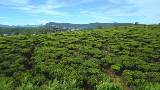 Drone Flight Over Ceylon Tea Fields Toward Nuwara Eliya Townscape