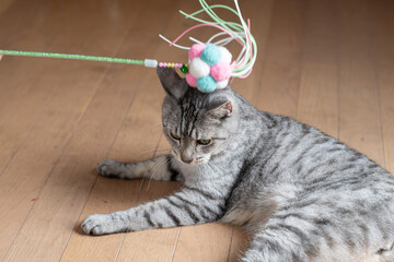 おもちゃで遊ぶ可愛い猫　サバトラ猫	