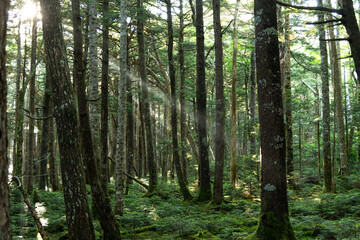 美しい苔の森を歩く　白駒の池