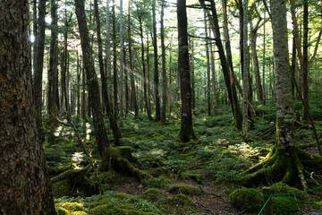 美しい苔の森を歩く　白駒の池