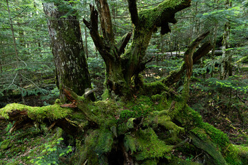 美しい苔の森を歩く　白駒の池
