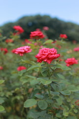 Fototapeta premium 薔薇