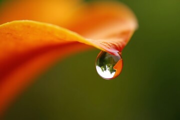 Macro photography of water droplet on orange flower petal nature photography close up flower dew drop detail