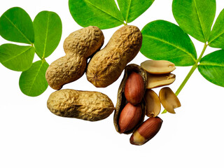 Ripe brown peanuts most delicious snacks with green leaves isolated on a white background.