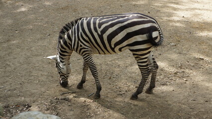 African zebras at the Cali Zoo, Colombia