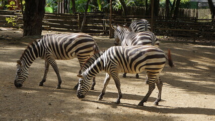 African zebras at the Cali Zoo, Colombia