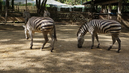 African zebras at the Cali Zoo, Colombia