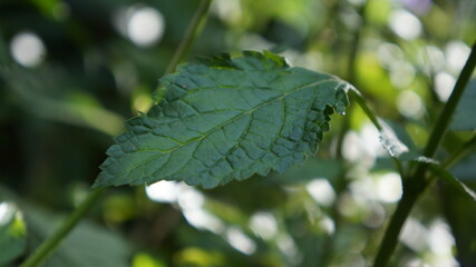 green leaves on the tree