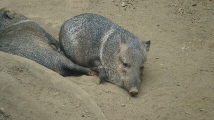 Peccary at the Cali Zoo, Colombia