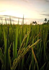 green wheat field at sunset
