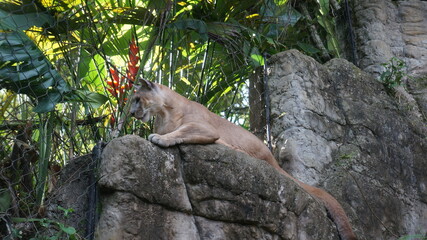 Puma at the Cali Zoo, Colombia