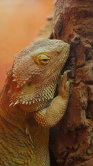 Orange lizard at the Cali Zoo, Colombia